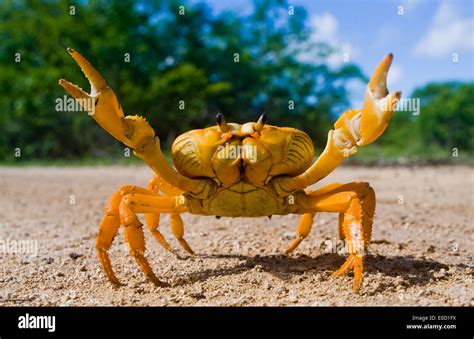 Terrestrial Animal Photos and Premium High Res Pictures .